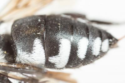 Crocise hérissée Thyreus hirtus (de Beaumont, 1940)