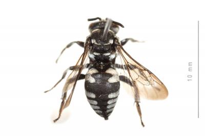  Triepeolus tristis (Smith, 1854)