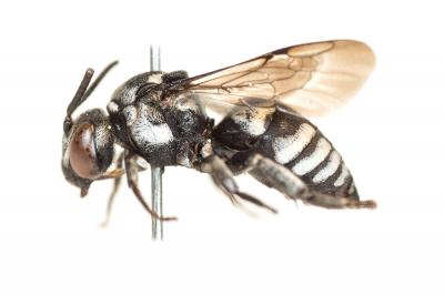  Triepeolus tristis (Smith, 1854)