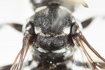  Triepeolus tristis (Smith, 1854)