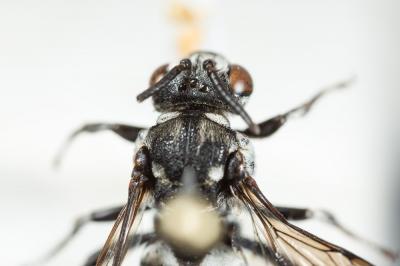  Triepeolus tristis (Smith, 1854)