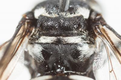  Triepeolus tristis (Smith, 1854)