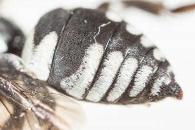 Triepeolus tristis (Smith, 1854)