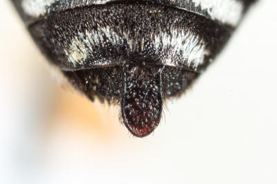  Triepeolus tristis (Smith, 1854)