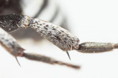  Triepeolus tristis (Smith, 1854)