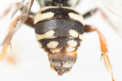  Epeolus cruciger (Panzer, 1799)