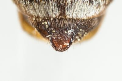  Epeolus cruciger (Panzer, 1799)