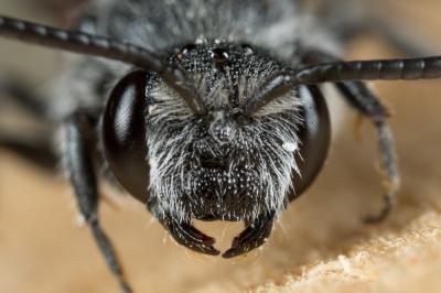  Dioxys cinctus (Jurine, 1807)