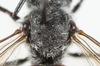  Dioxys cinctus (Jurine, 1807)