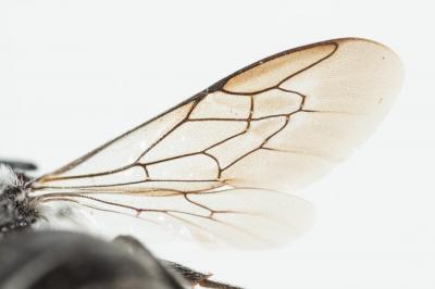 Dioxys cinctus (Jurine, 1807)