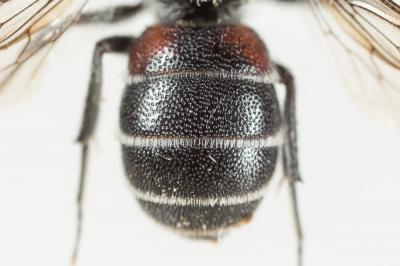  Dioxys cinctus (Jurine, 1807)