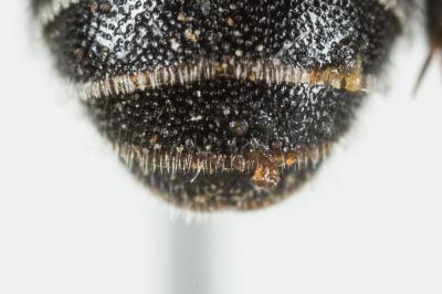  Dioxys cinctus (Jurine, 1807)