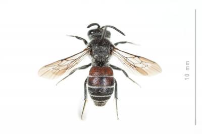  Dioxys cinctus (Jurine, 1807)