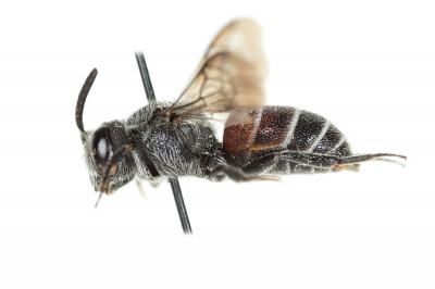  Dioxys cinctus (Jurine, 1807)