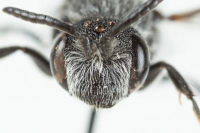  Dioxys cinctus (Jurine, 1807)