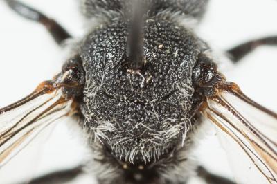 Dioxys cinctus (Jurine, 1807)