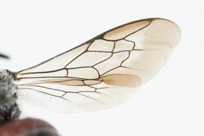  Dioxys cinctus (Jurine, 1807)