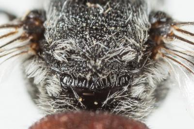  Dioxys cinctus (Jurine, 1807)