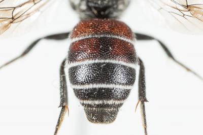  Dioxys cinctus (Jurine, 1807)