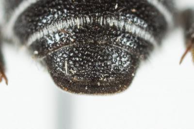  Dioxys cinctus (Jurine, 1807)