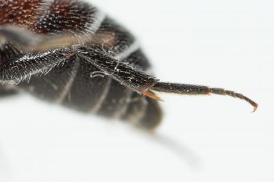  Dioxys cinctus (Jurine, 1807)