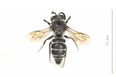  Aglaoapis tridentata (Nylander, 1848)