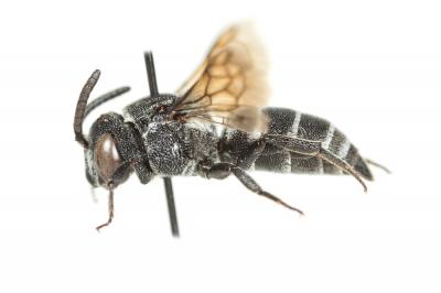  Aglaoapis tridentata (Nylander, 1848)