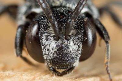  Aglaoapis tridentata (Nylander, 1848)