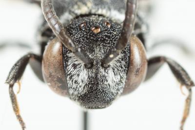  Aglaoapis tridentata (Nylander, 1848)