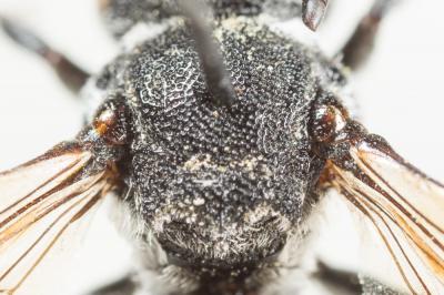  Aglaoapis tridentata (Nylander, 1848)