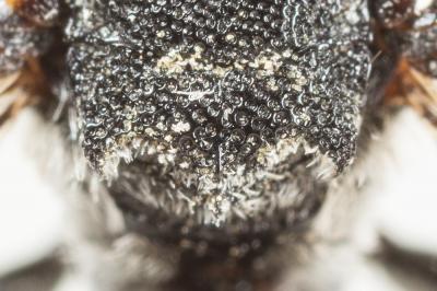  Aglaoapis tridentata (Nylander, 1848)
