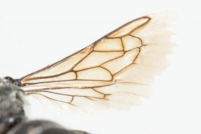  Aglaoapis tridentata (Nylander, 1848)