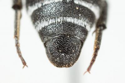  Aglaoapis tridentata (Nylander, 1848)