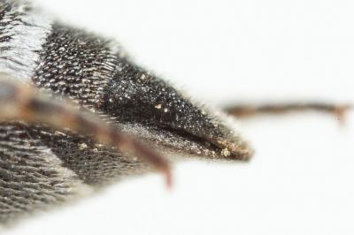  Aglaoapis tridentata (Nylander, 1848)