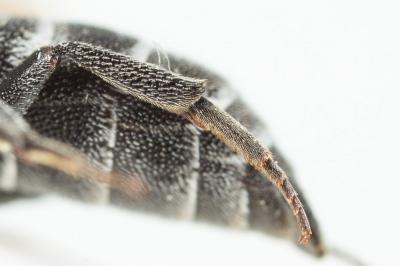  Aglaoapis tridentata (Nylander, 1848)