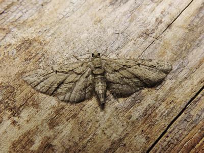 Eupithécie du Cyprès (L') Eupithecia phoeniceata (Rambur, 1834)
