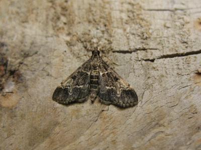  Duponchelia fovealis Zeller, 1847
