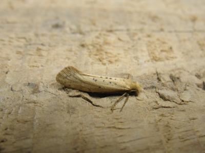  Myrmecozela ataxella (Chrétien, 1905)