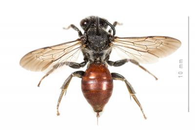  Ammobates muticus Spinola, 1843