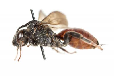  Ammobates muticus Spinola, 1843