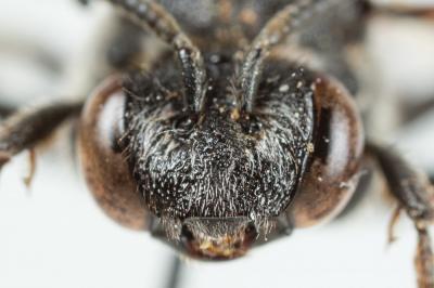  Ammobates muticus Spinola, 1843