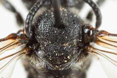  Ammobates muticus Spinola, 1843