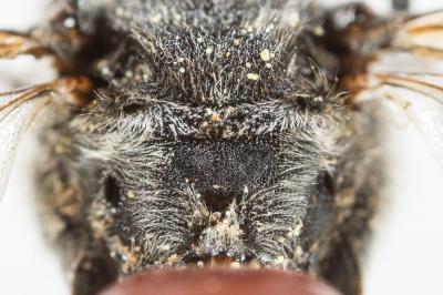  Ammobates muticus Spinola, 1843