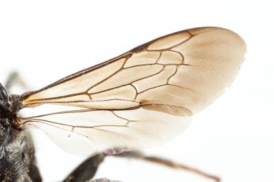  Ammobates muticus Spinola, 1843