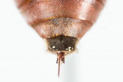  Ammobates muticus Spinola, 1843