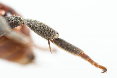  Ammobates muticus Spinola, 1843
