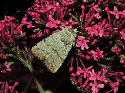 Noctuelle trilignée (La) Charanyca trigrammica (Hufnagel, 1766)