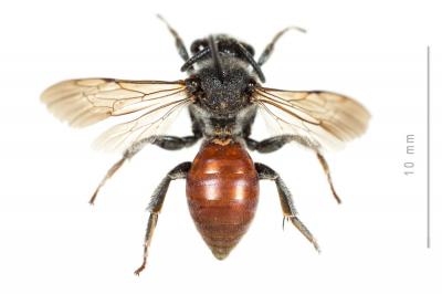  Ammobates muticus Spinola, 1843