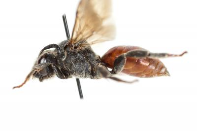  Ammobates muticus Spinola, 1843