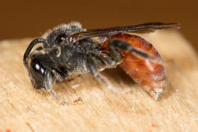  Ammobates muticus Spinola, 1843